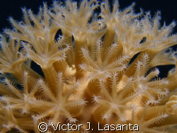 octocoral at two for you dive site in parguera area! PUER... by Victor J. Lasanta 